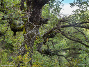 Morillo de Sampietro desde Ascaso