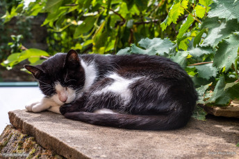 Morillo de Sampietro desde Ascaso