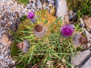 Ascensión a Peña Montañesa